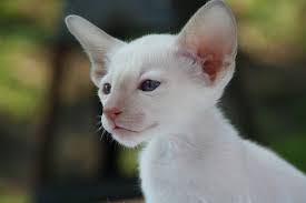 Cornish Rex